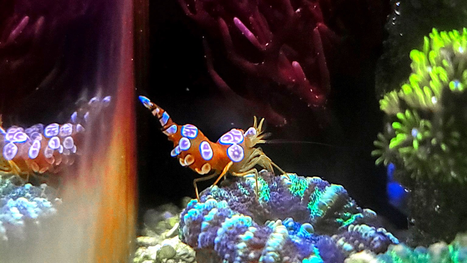 Curated visual reference: Fresh Look at Top 7 Invertebrates You Can Keep In A Desktop Reef