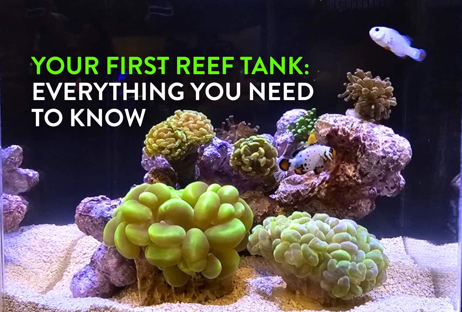 Reff Keeping Your First Reef Tank: Everything You Need to Know | PNW Custom