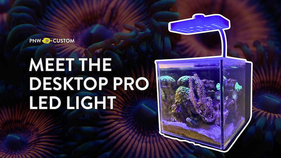 Meet the PRO LED: The Ultimate Desktop Aquarium Light