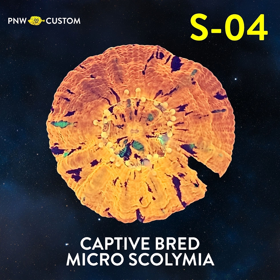 Thumbnail: Captive Bred Micro Scolymia | Live Corals