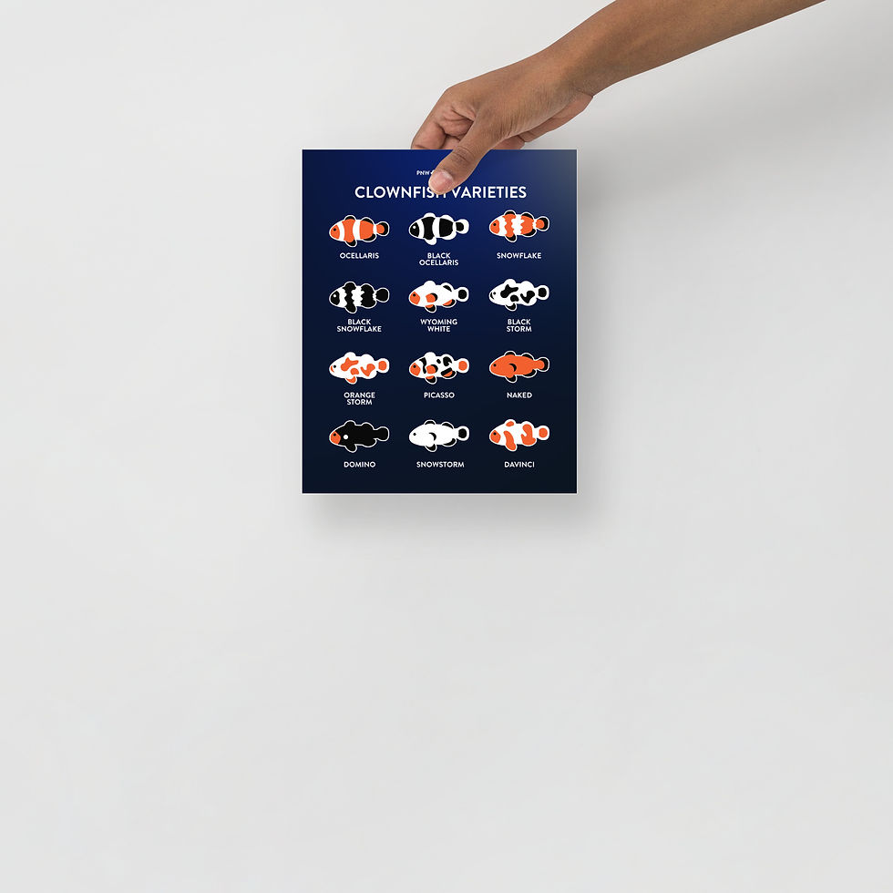 Thumbnail: Clownfish Varieties Print | Fin Studio