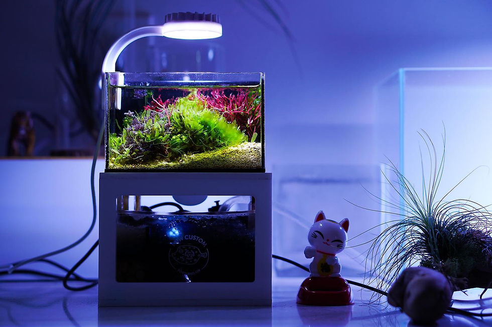 The Mental Health Benefits of Desktop Aquariums