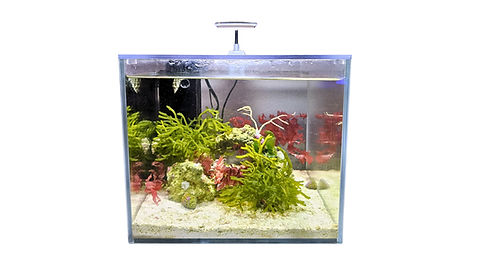 Untitled design (4).jpg