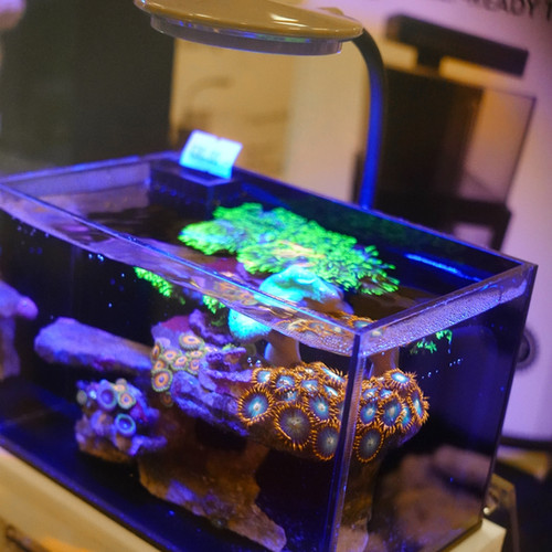 Pico Best Small Marine Tank Gallon Saltwater Tank Setup Kit Pico