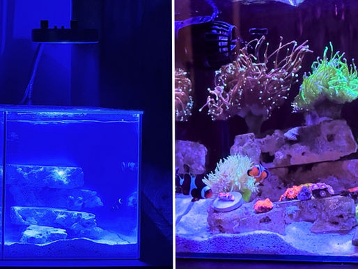 Sam Seiders’ 5 Gallon Slice of the Ocean