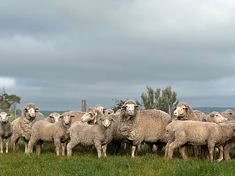 Sheep