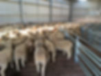 Sheep - Koch Farming.JPG