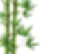 bamboo-plantisolated-white-background.jpg