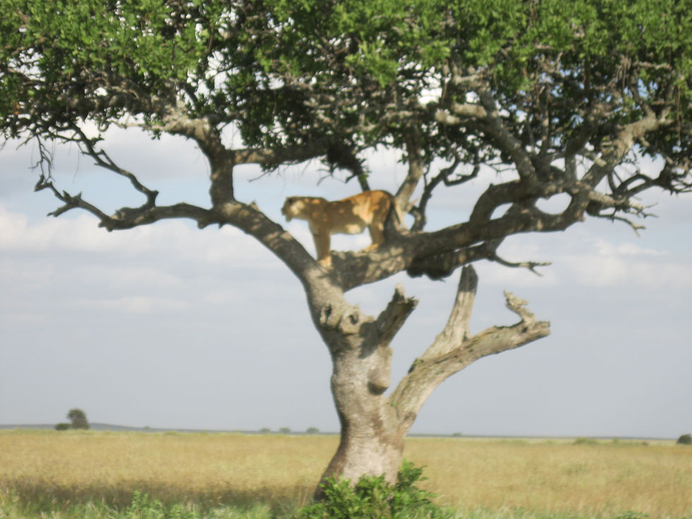 Leopard in tree safari in Serengeti National Park