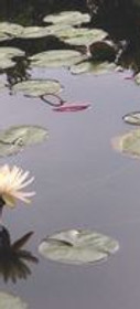 Lotus.JPG