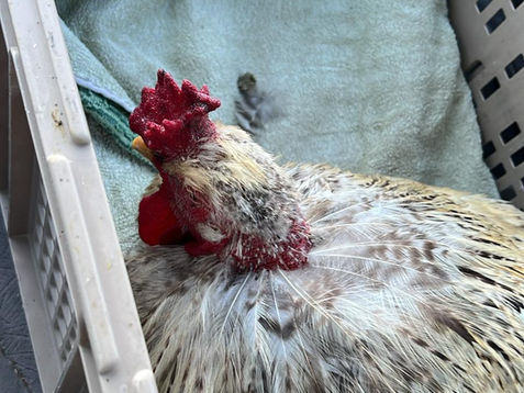 Stello, unser Hahn ist krank