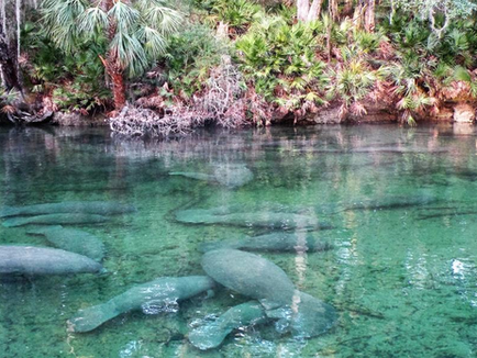 Florida Beyond Disney and Universal