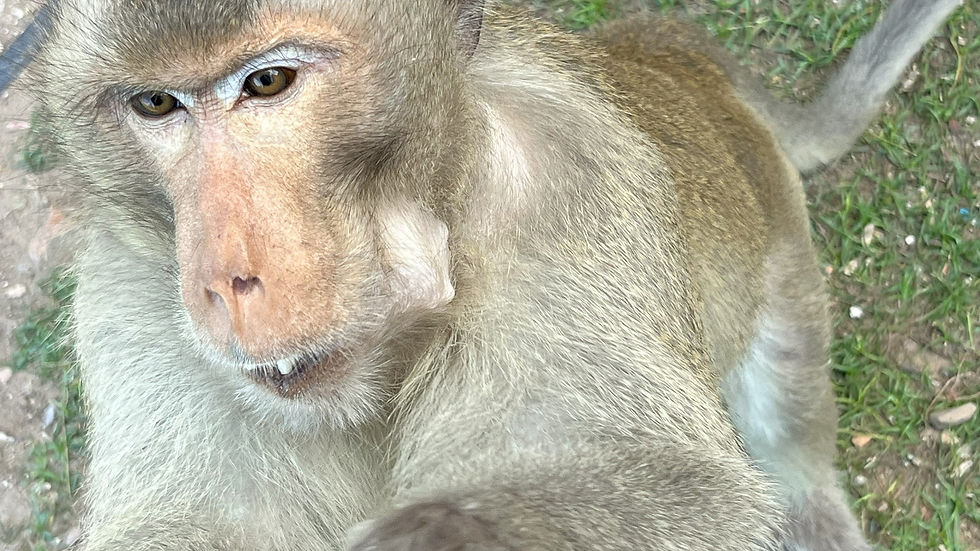 Lopburi Monkey Temple monkey