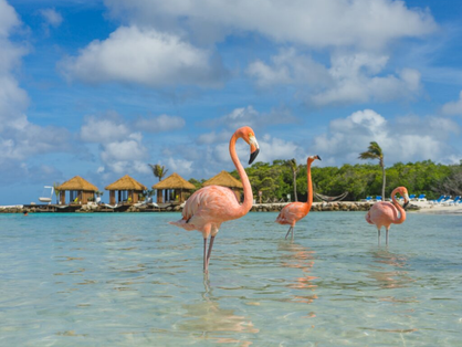 Best Things to Do in Aruba