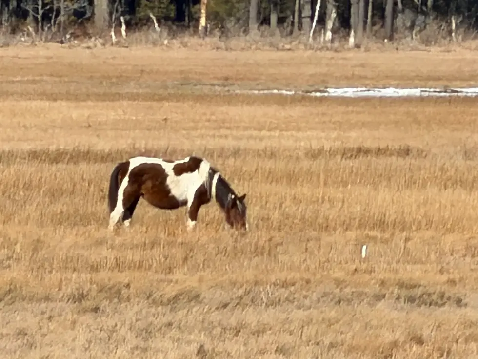 Chincoteague, Virginia