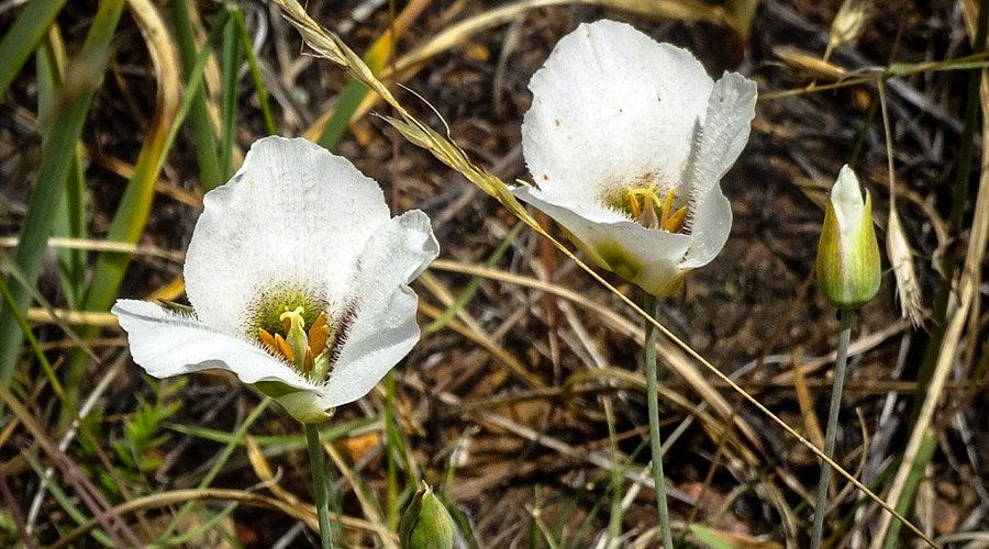 Howell's Mariposa Lily