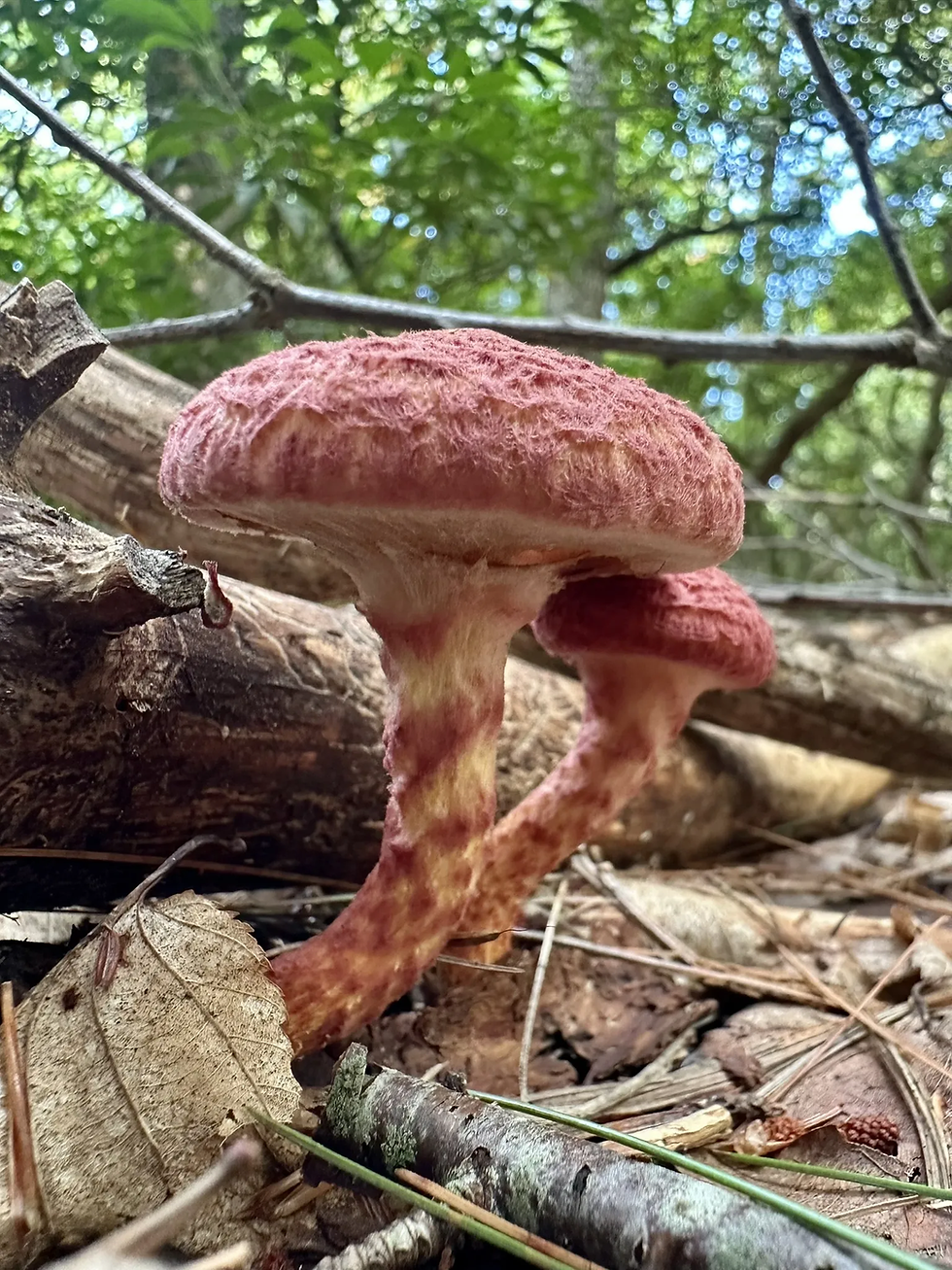 Bigelow Hollow State Park