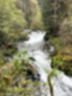Rushing river through lush green forest with moss-covered rocks. Bright foliage under a cloudy sky. URL text on bottom left corner.