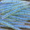 Thumbnail: 2.5" STICKBAIT - MONKEY MILK