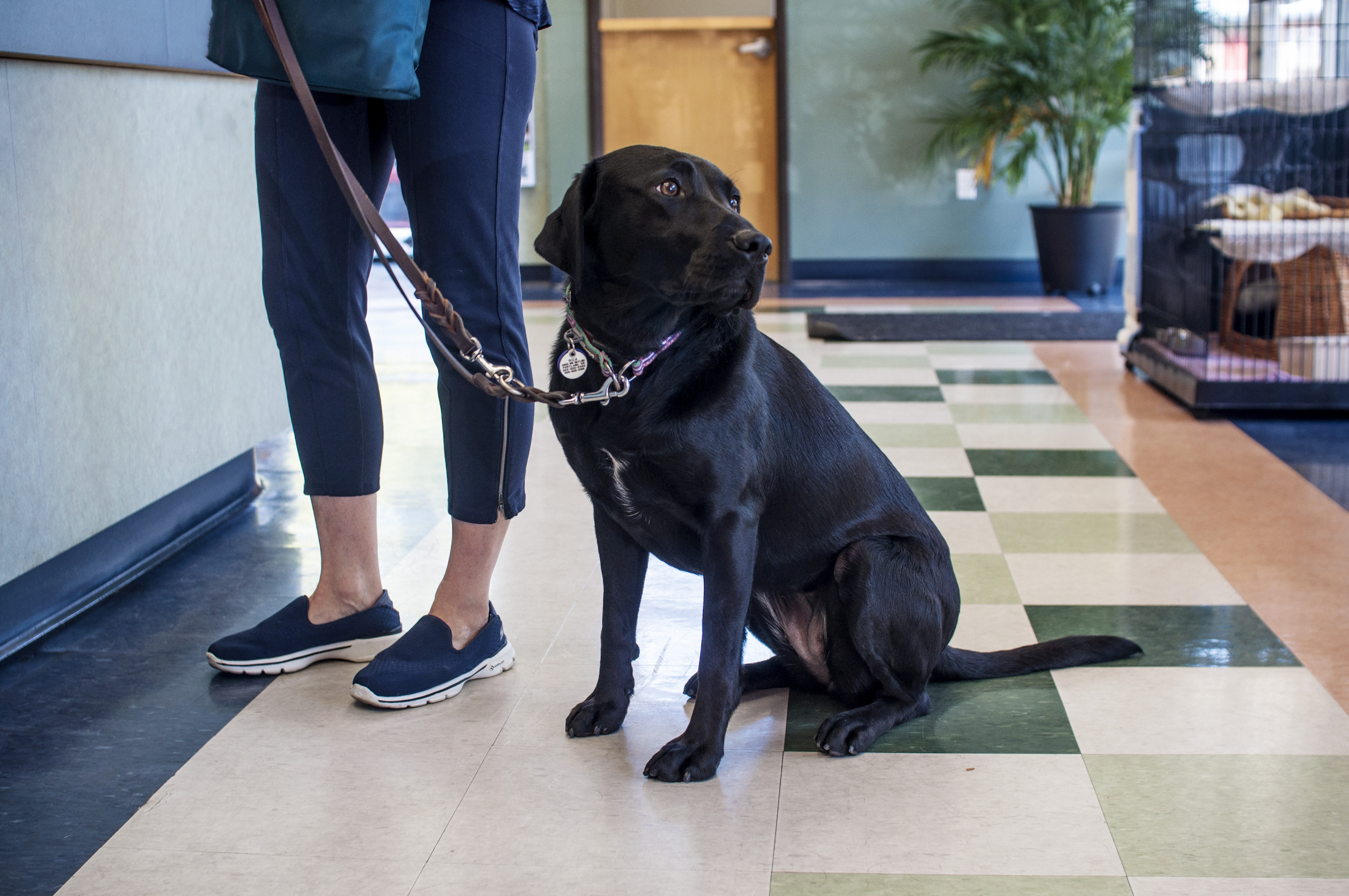 Forest Heights Veterinary Clinic NW Portland, Oregon