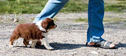 Lakeside Miniature American Shepherds | puppy culture raised