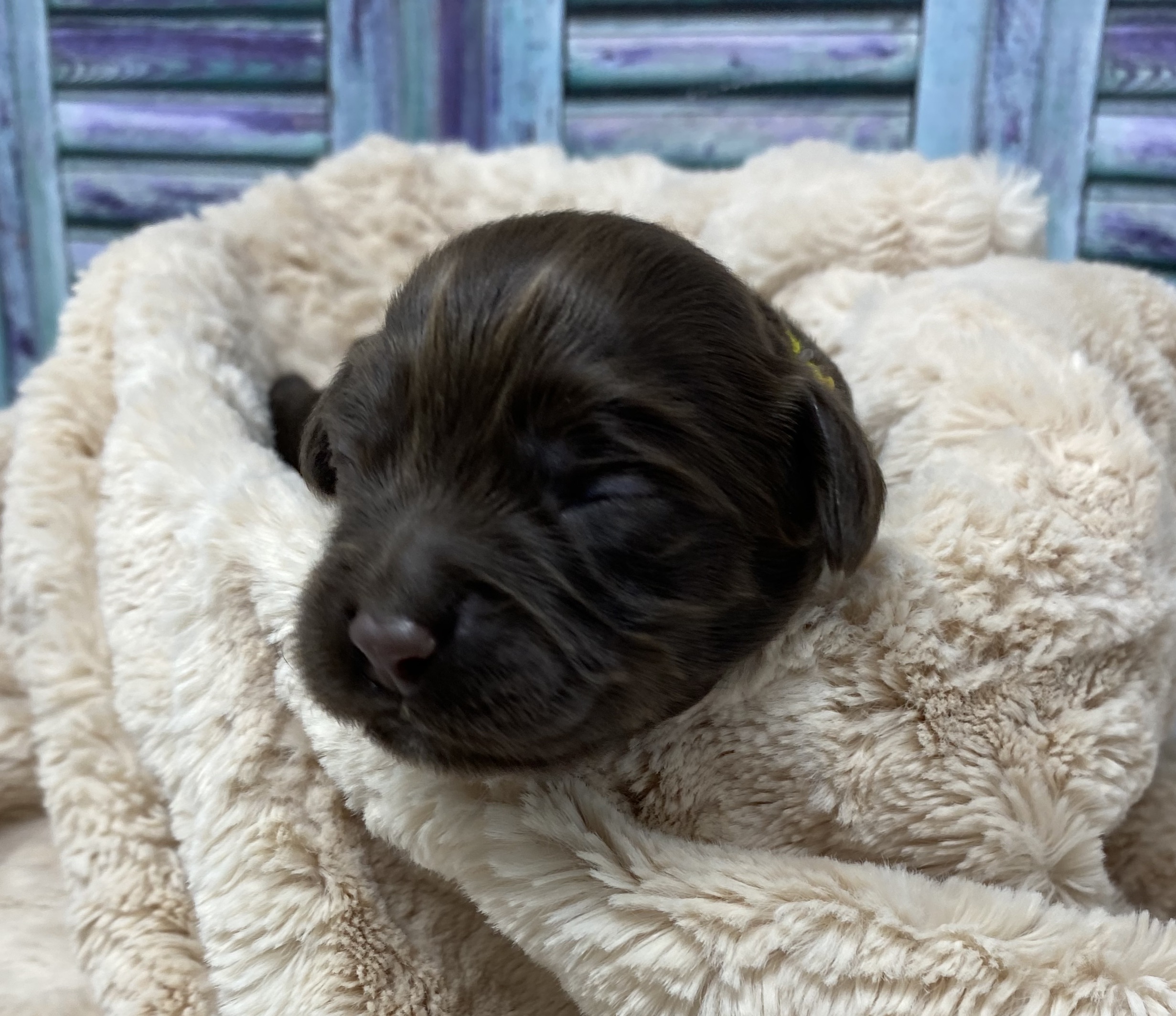 Rolo