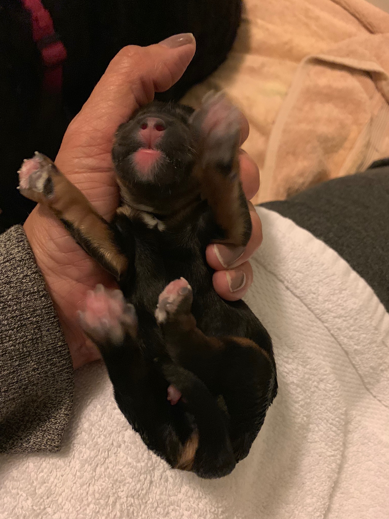 First Phantom Puppy For Us