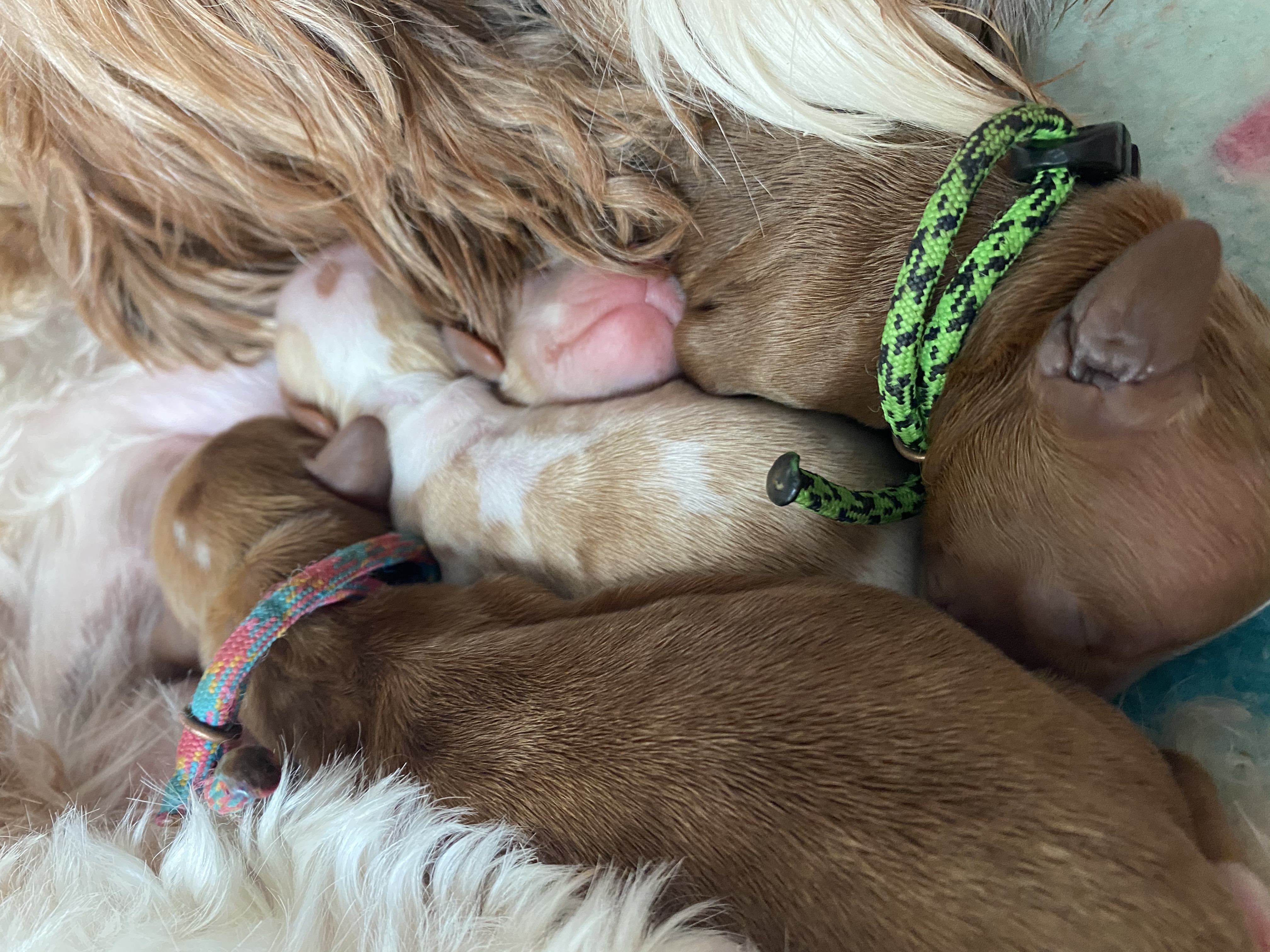 Puppy Snuggles