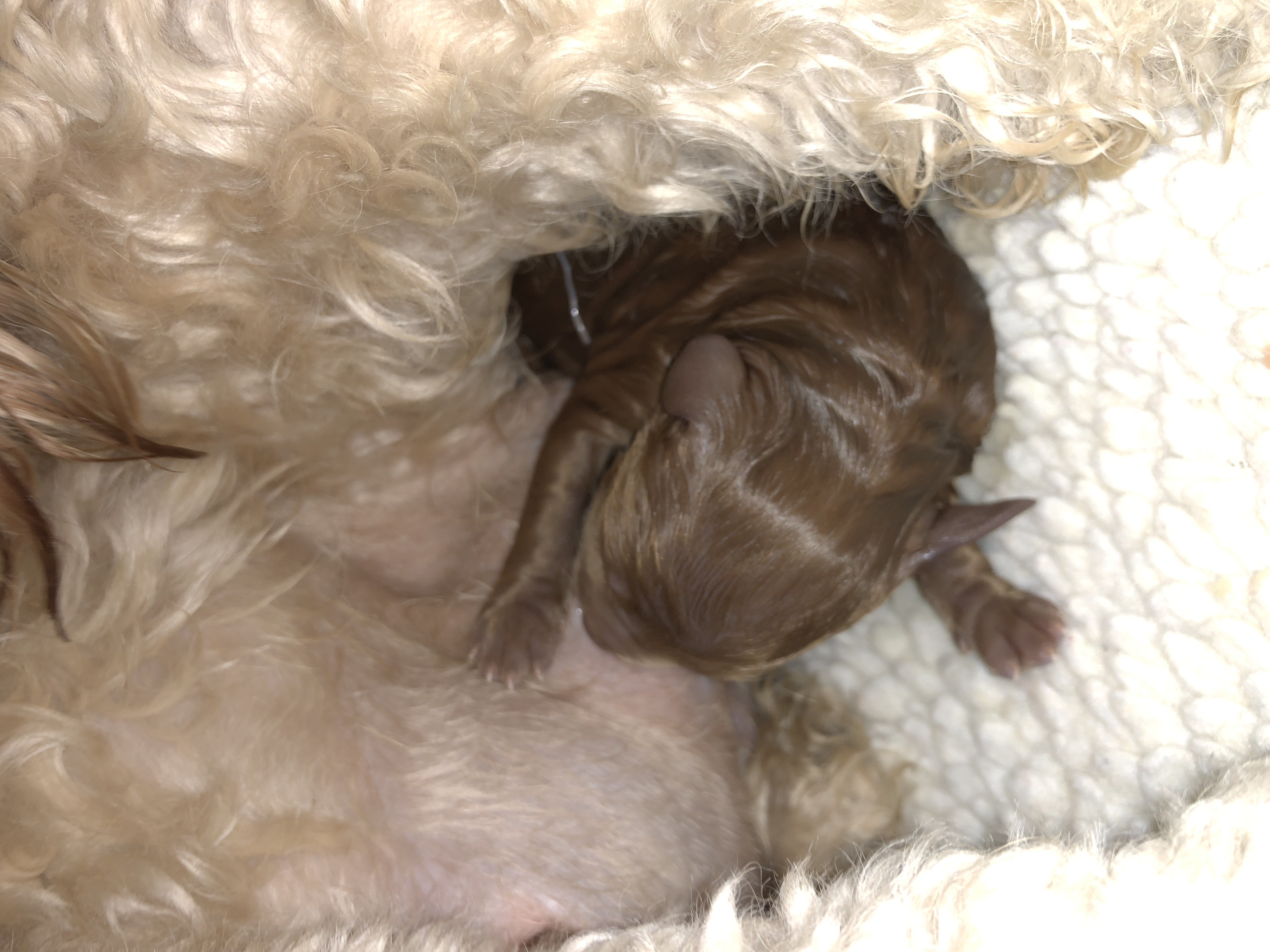 Birthing/nursing
