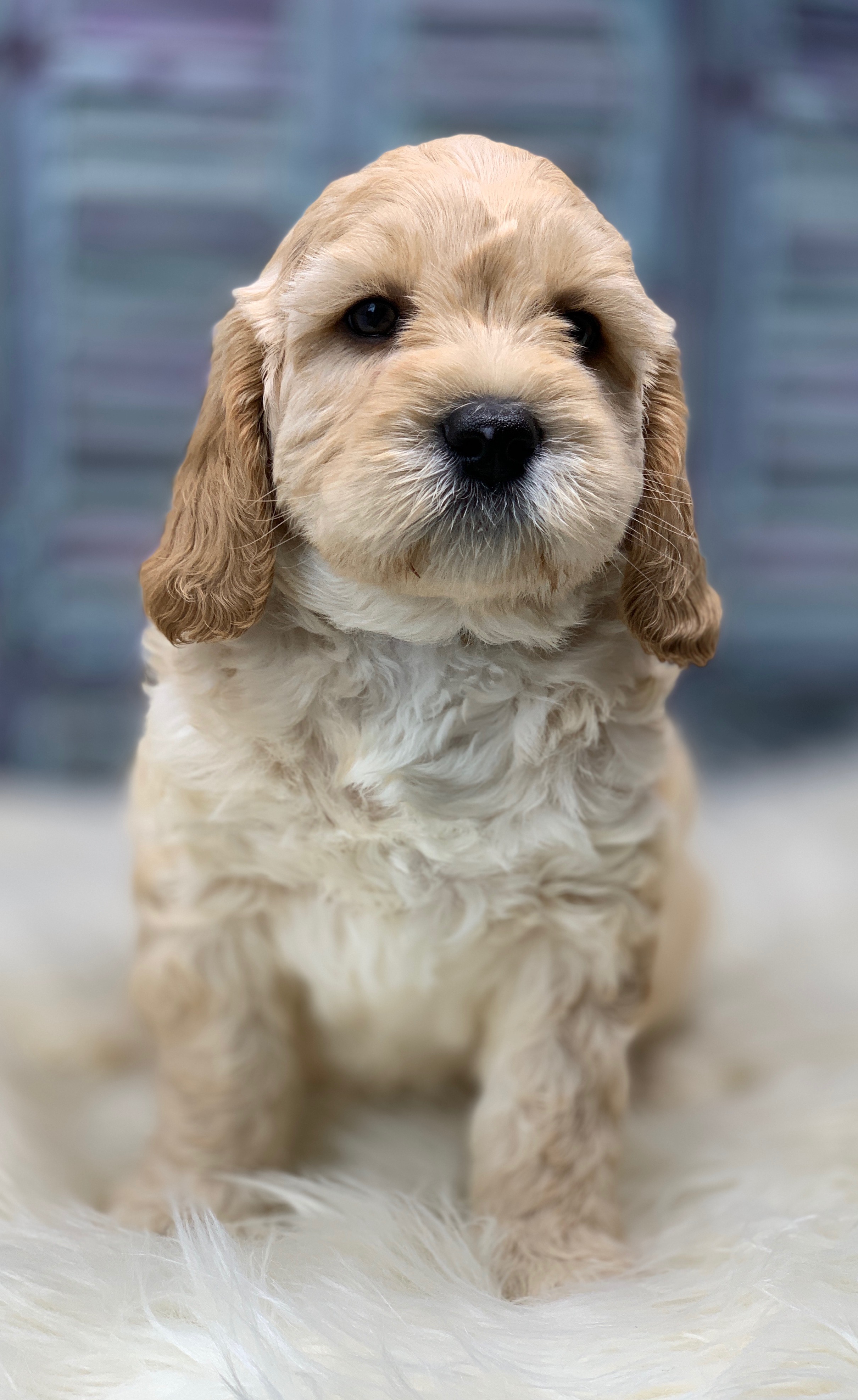 Doppy