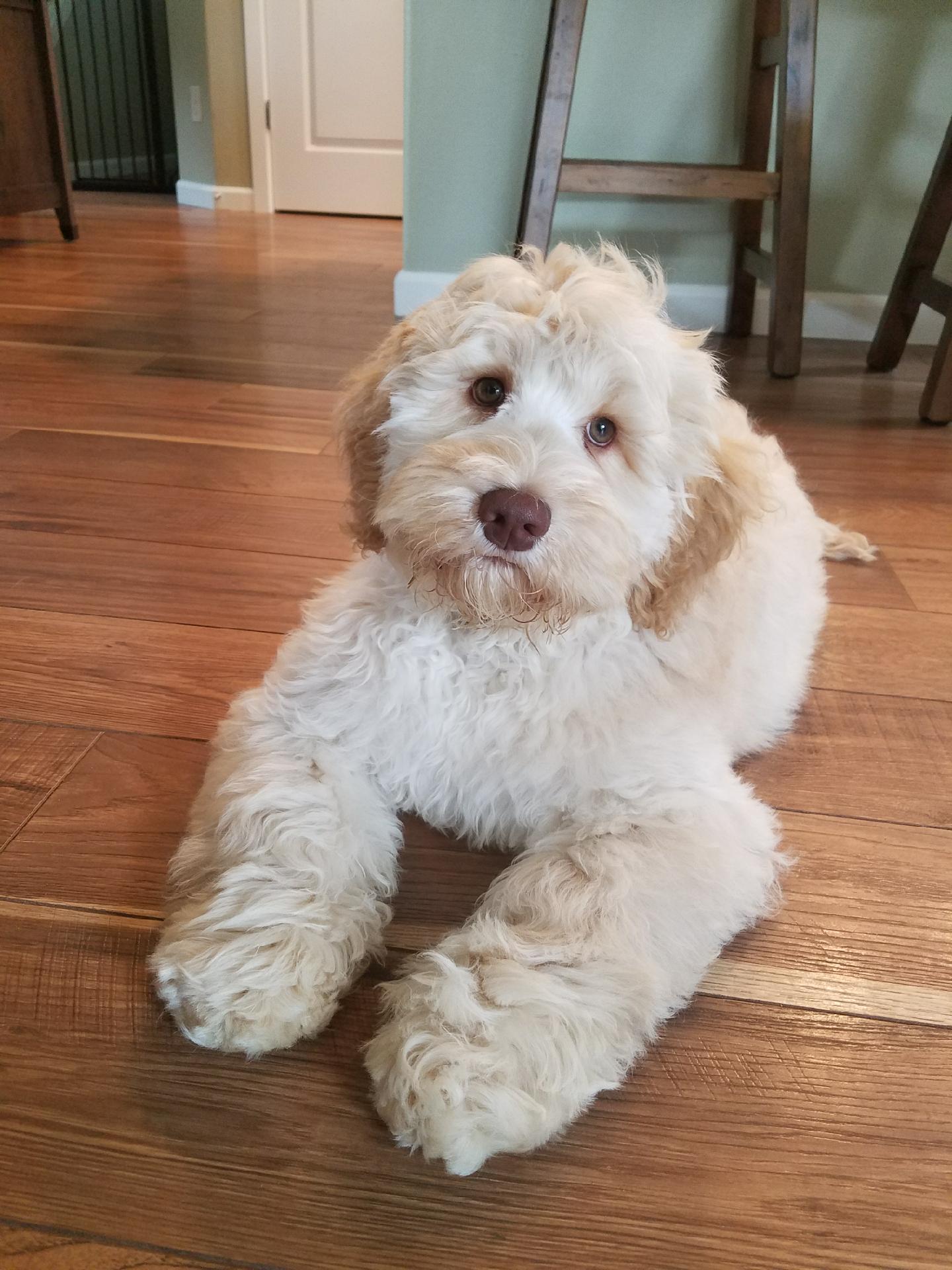 Daisy Past Puppy