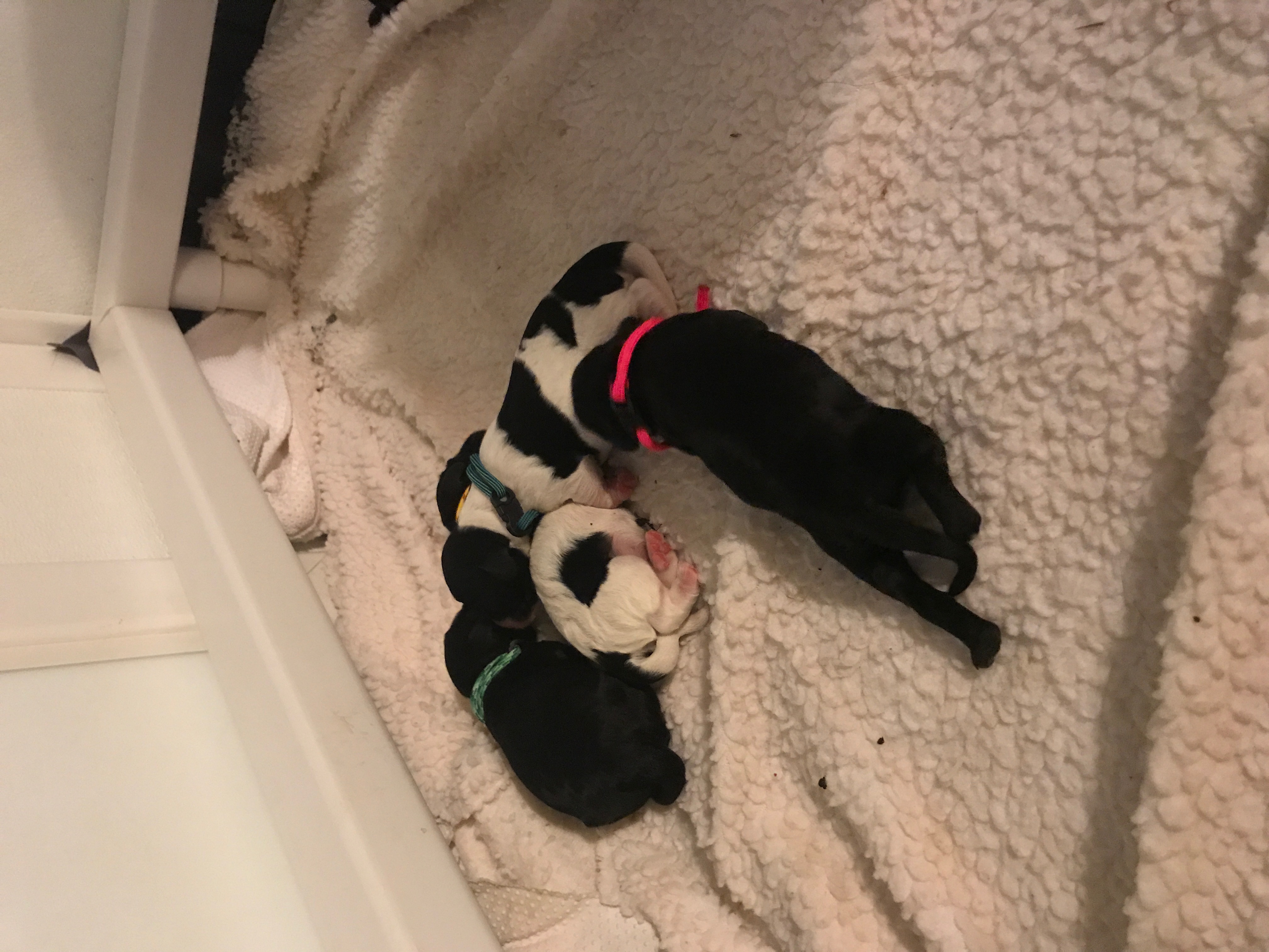 Australian Labradoodle Puppies NY