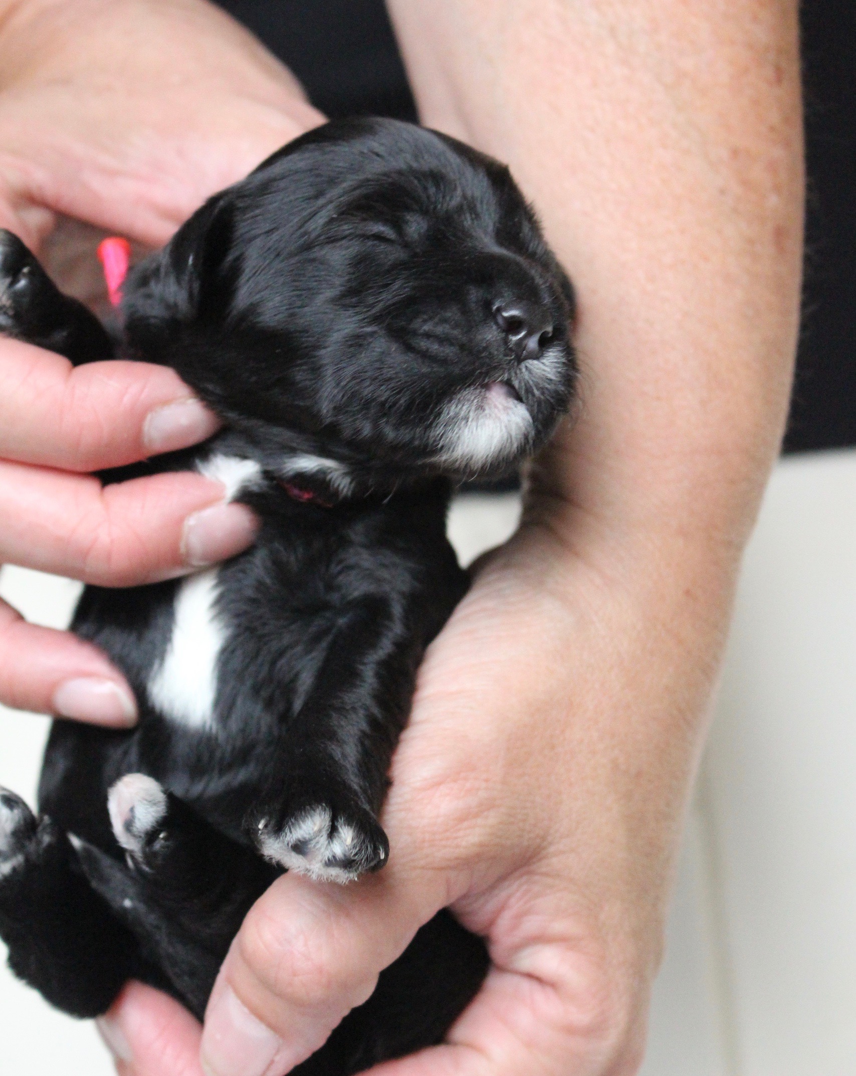 Labradoodle Puppies Portland