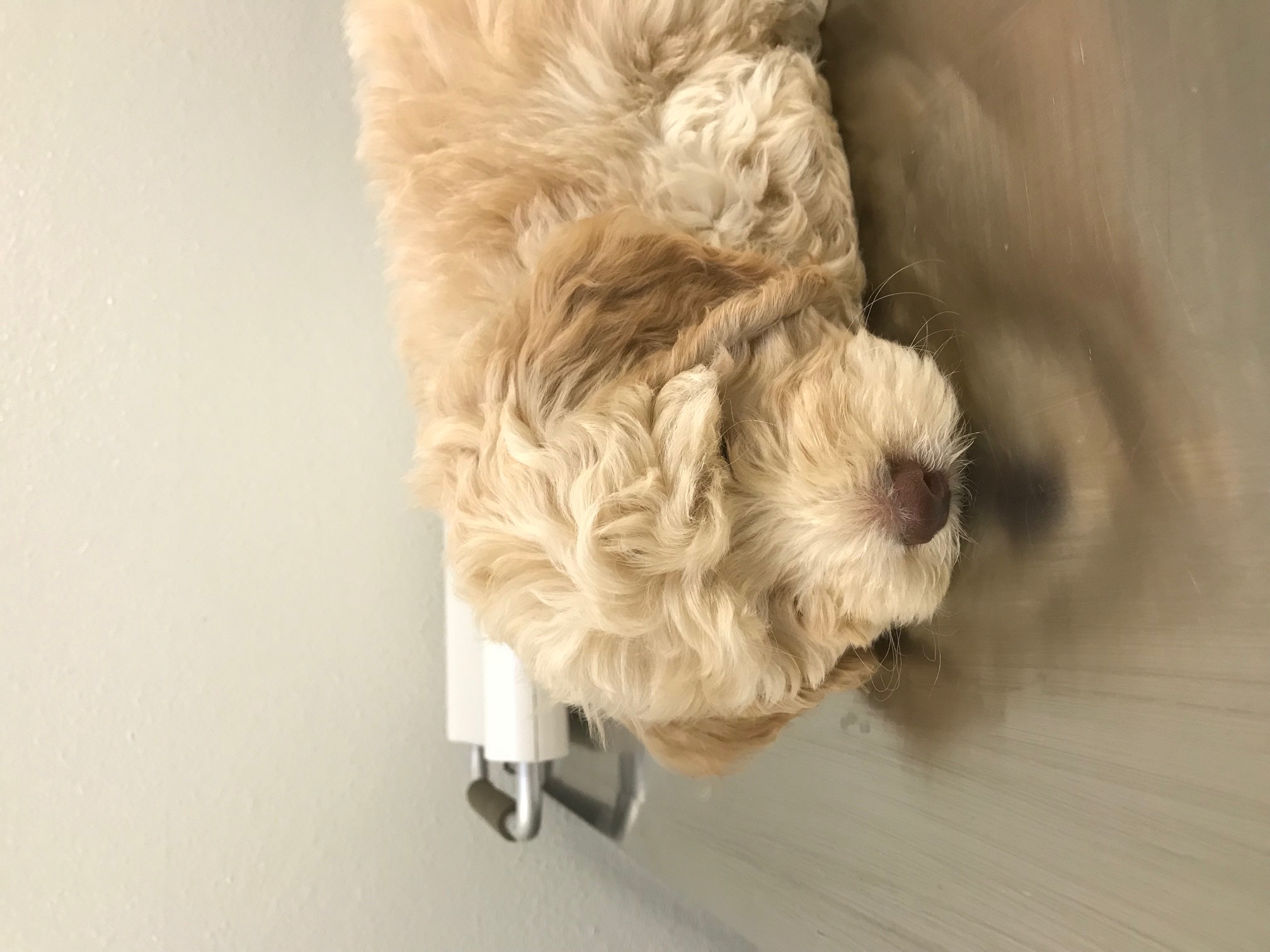 1st Vet visit was too boring!