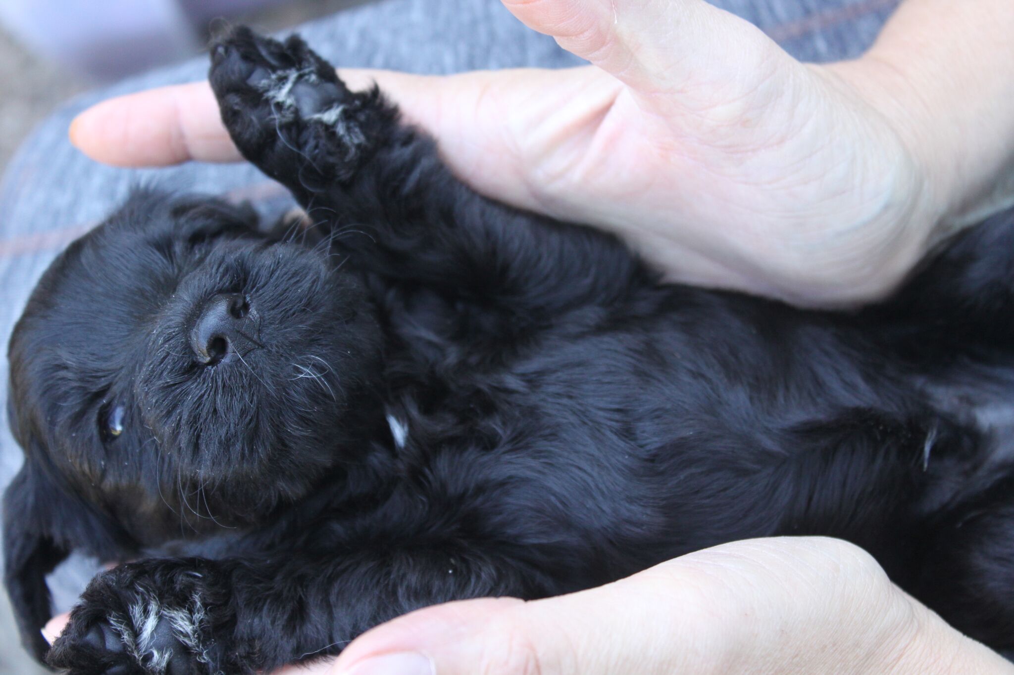 Australian Labradoodle Puppies Orego