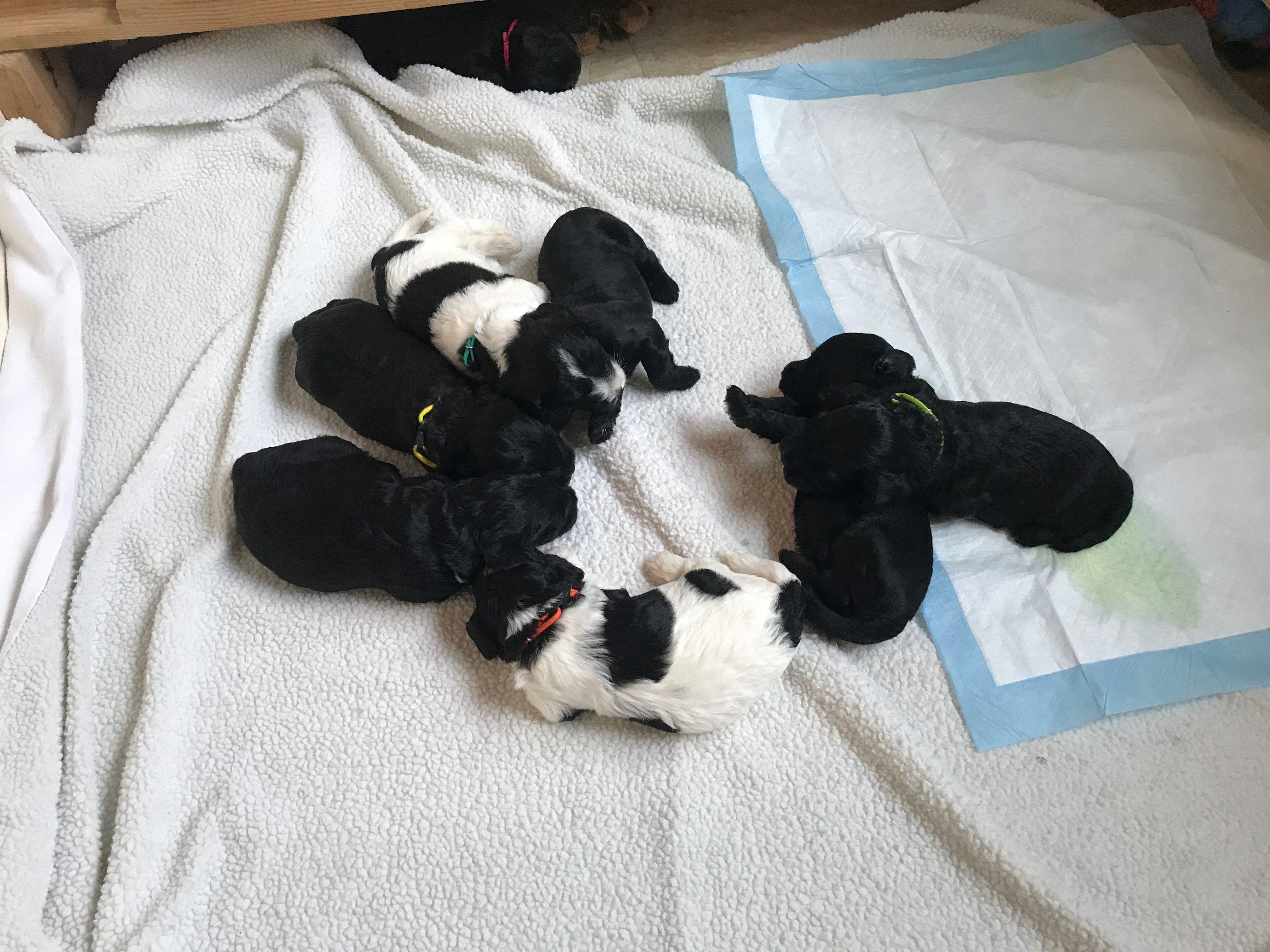 Australian Labradoodle Puppy Pile