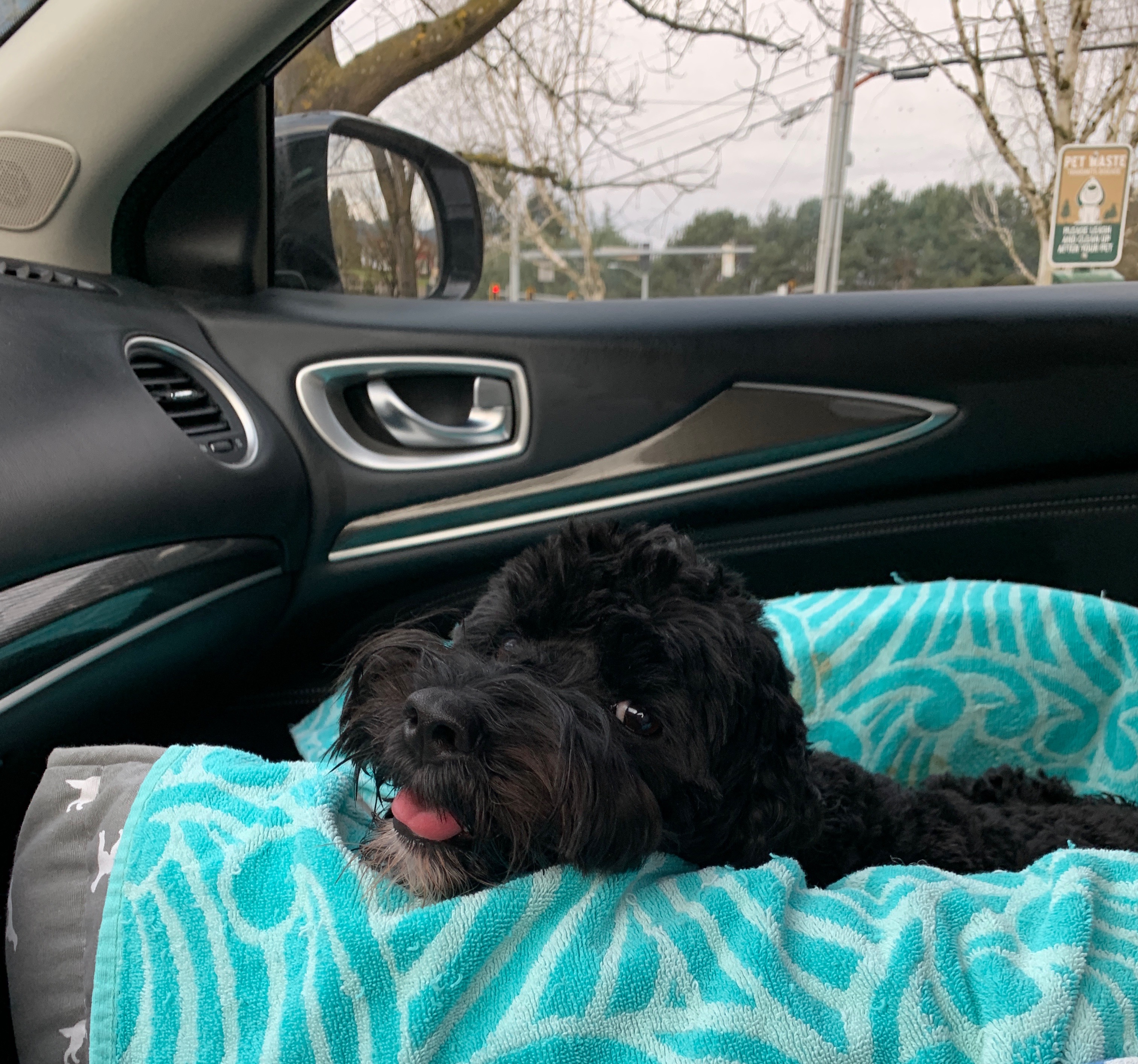 On the way to the vet