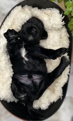 Oreo