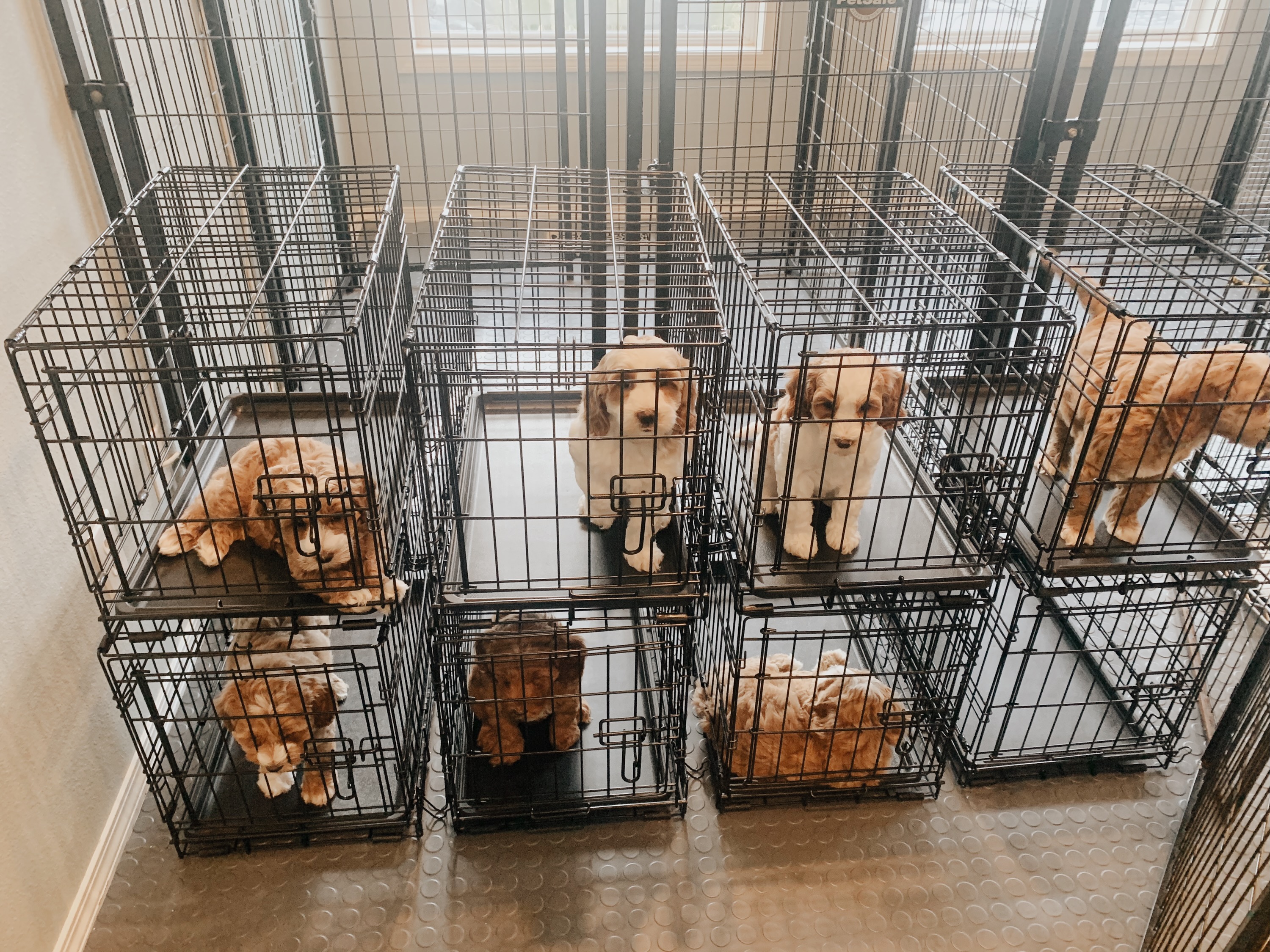 Kennel Training Day 4 ❤️🐶❤️
