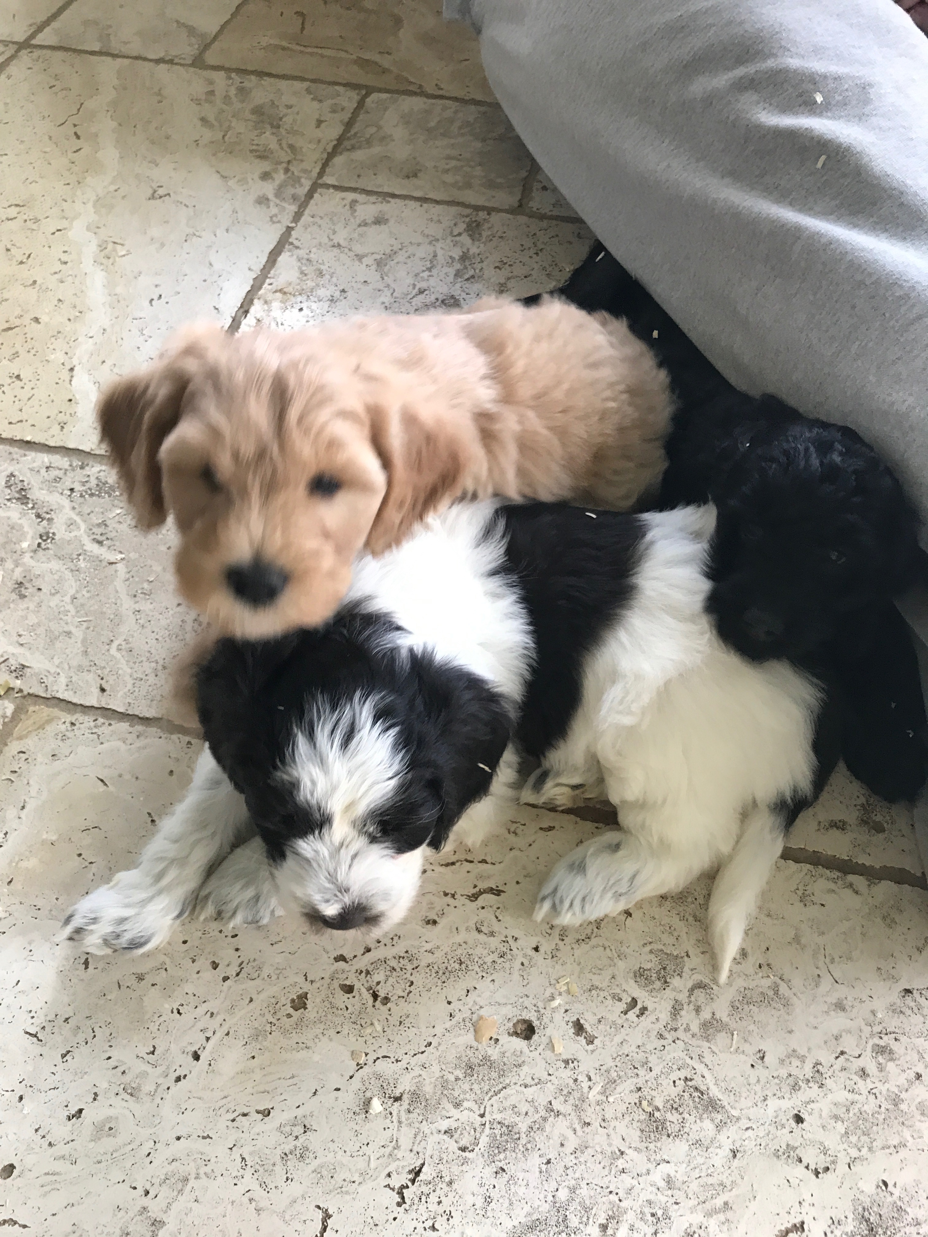 Nutmeg and Salt N Pepper