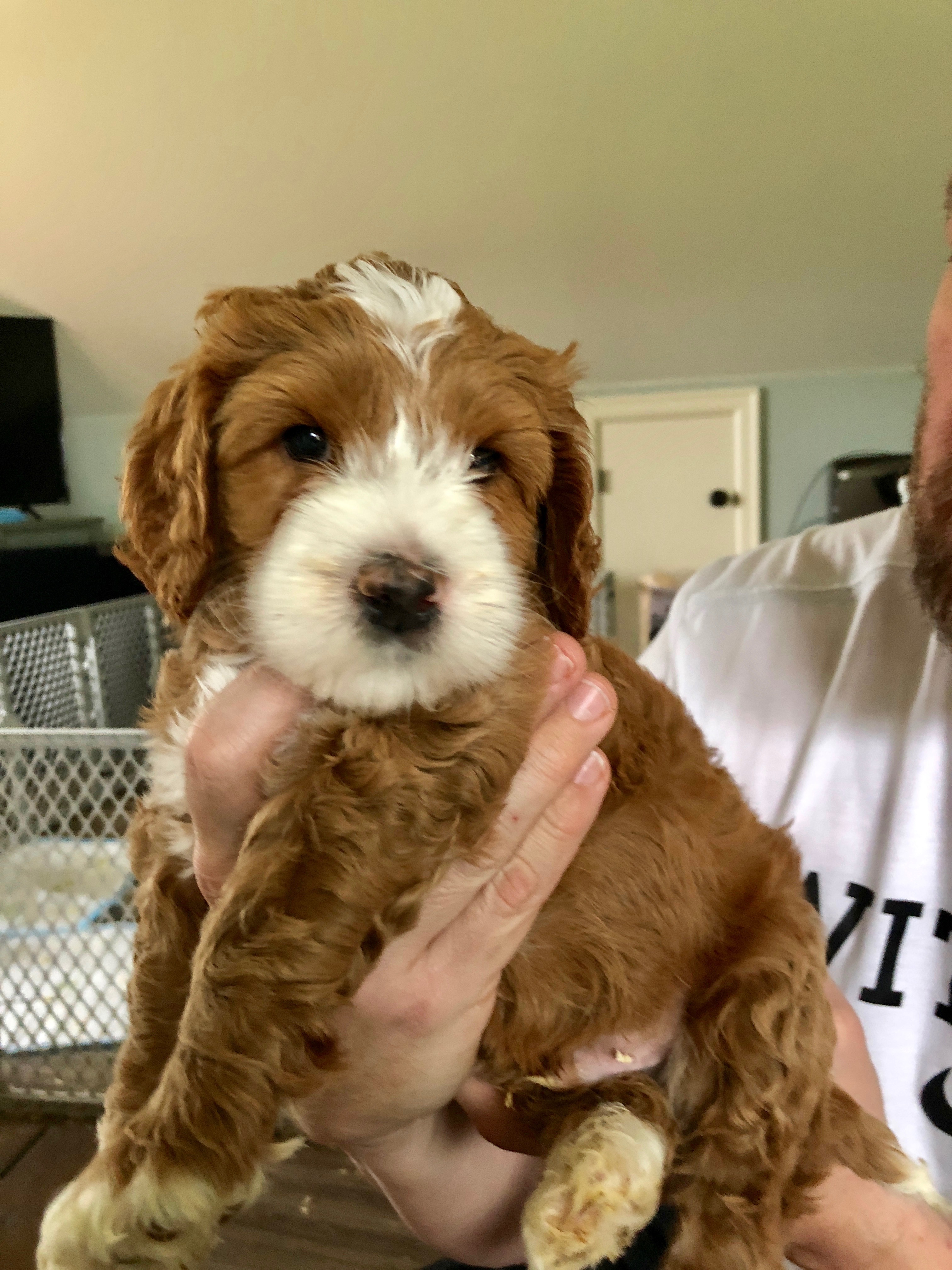 General Ross 6 Weeks