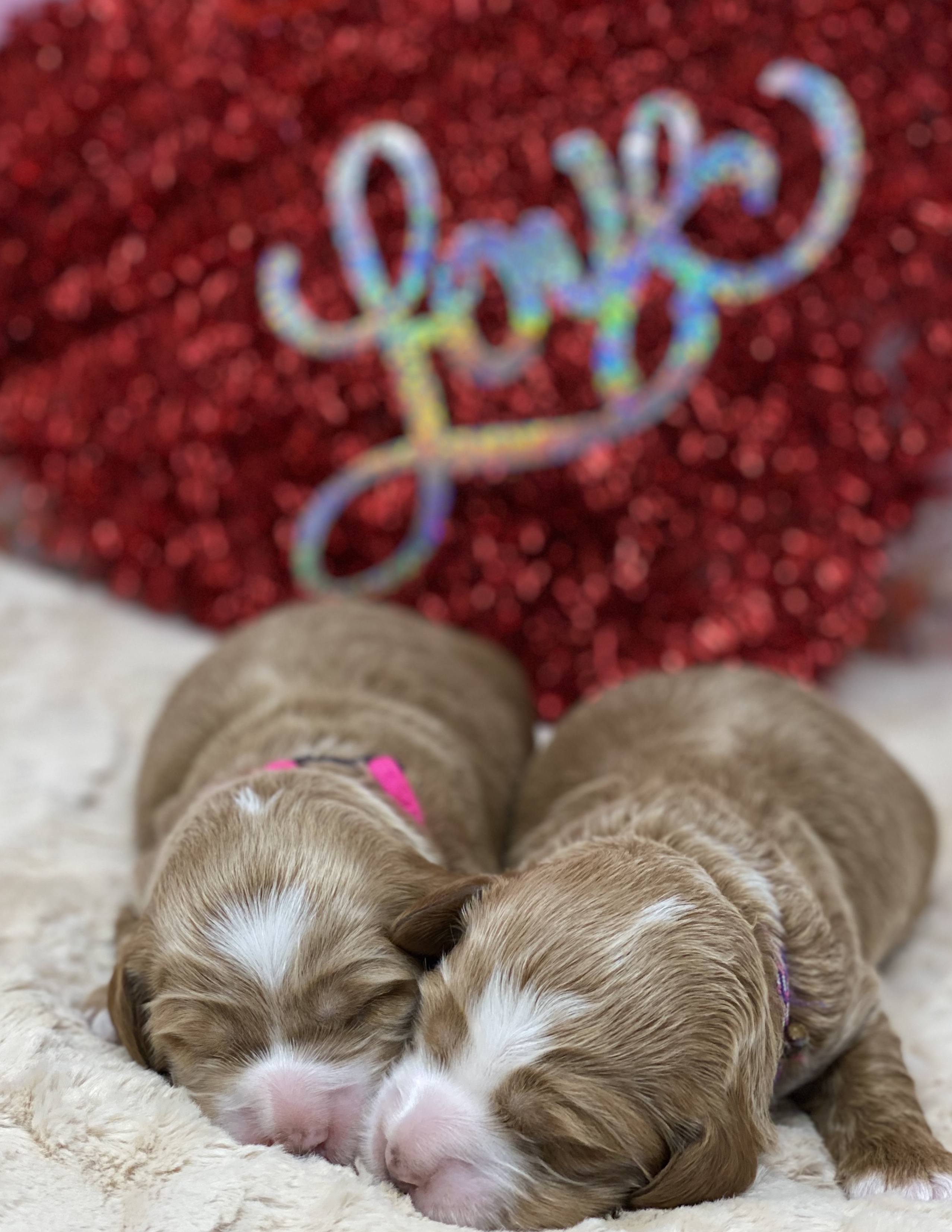 Shelby & Aston