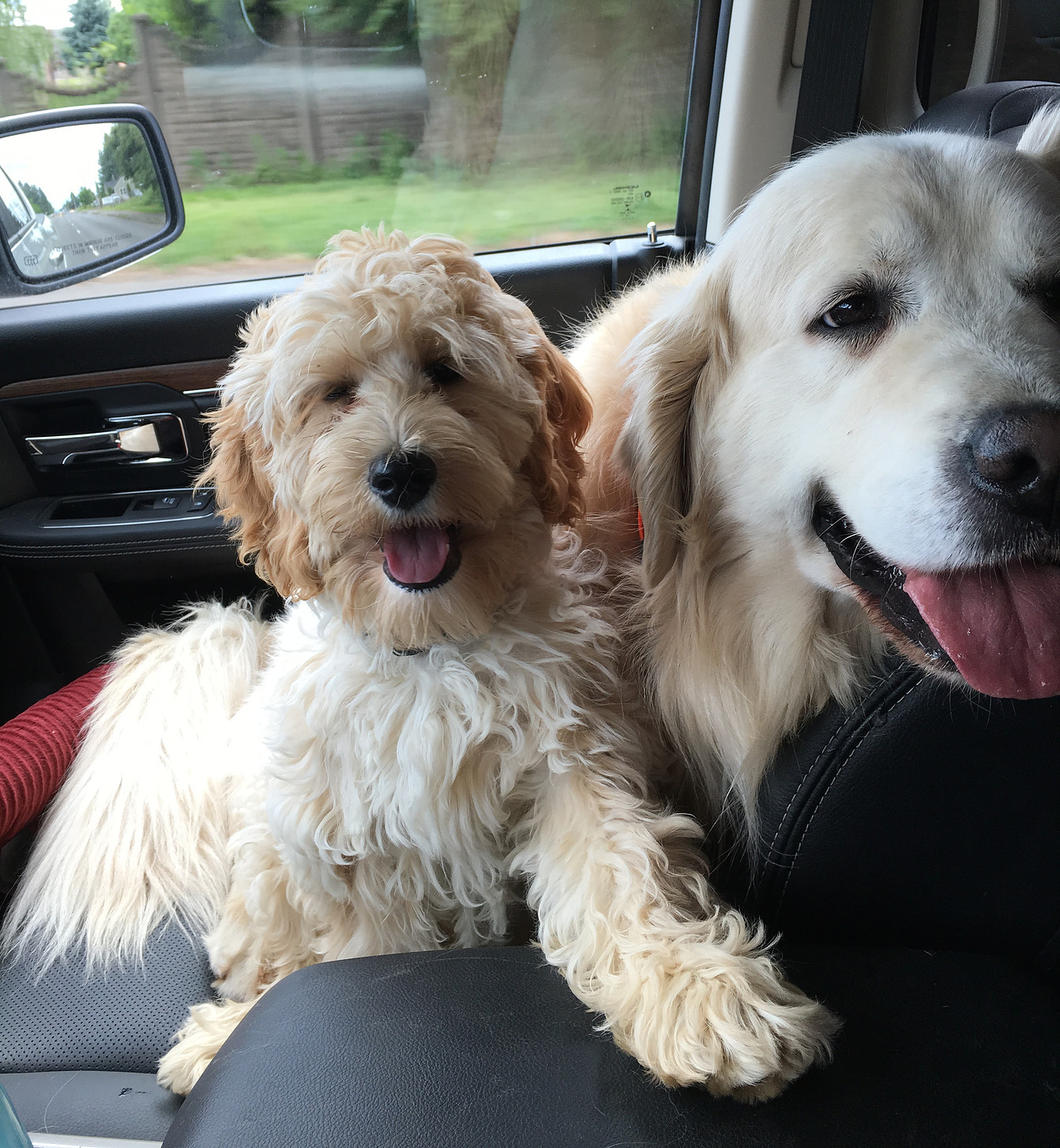Gracie & Sampson