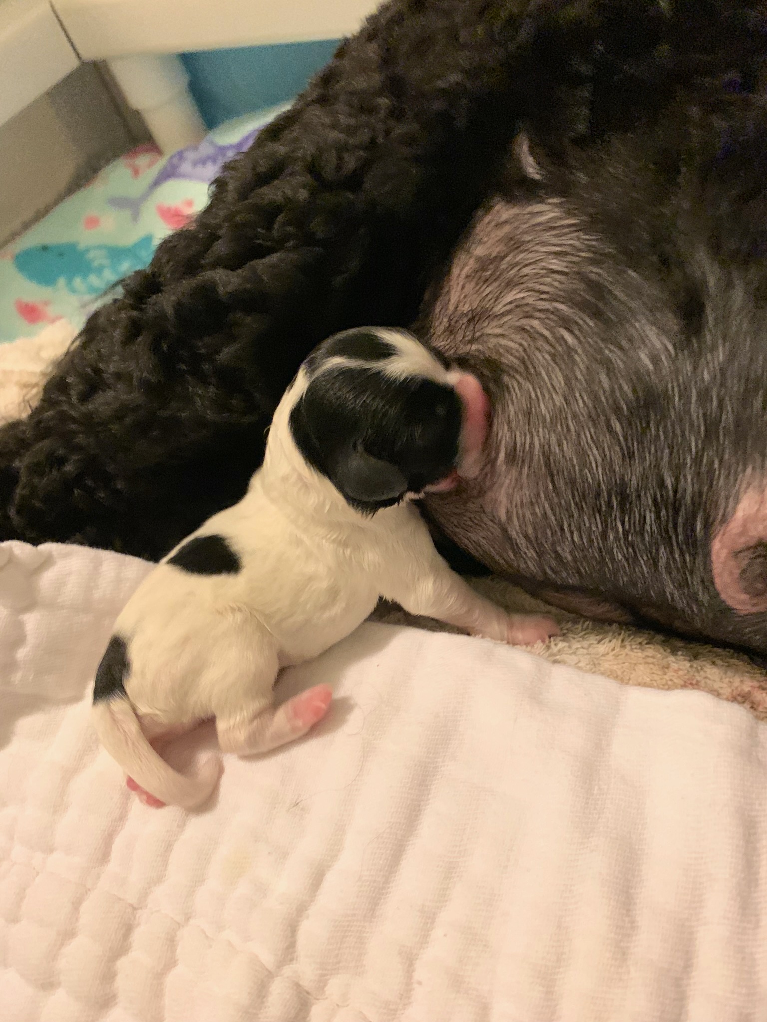 First To Nurse