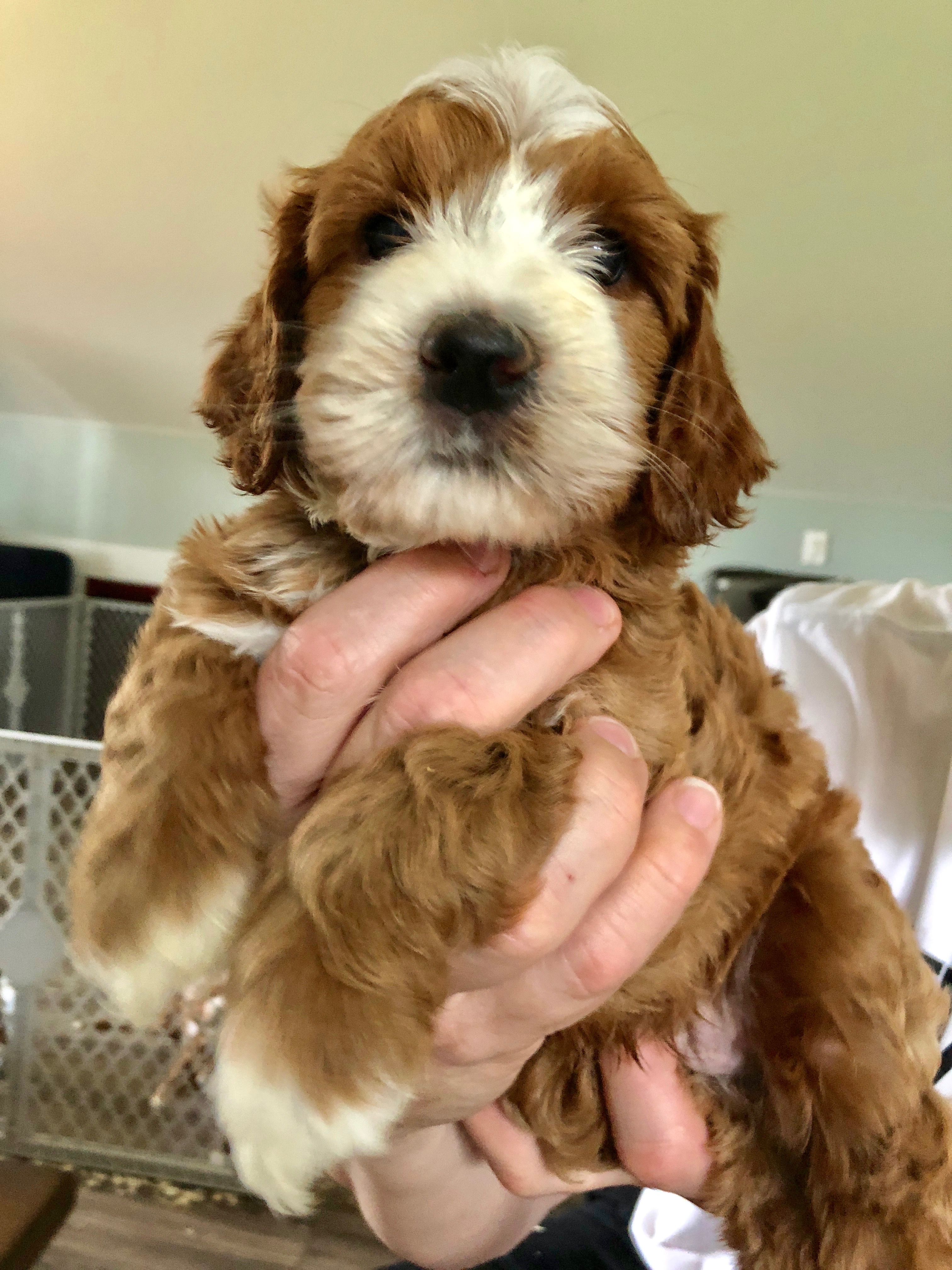 Mr. Fantastic 6 Weeks