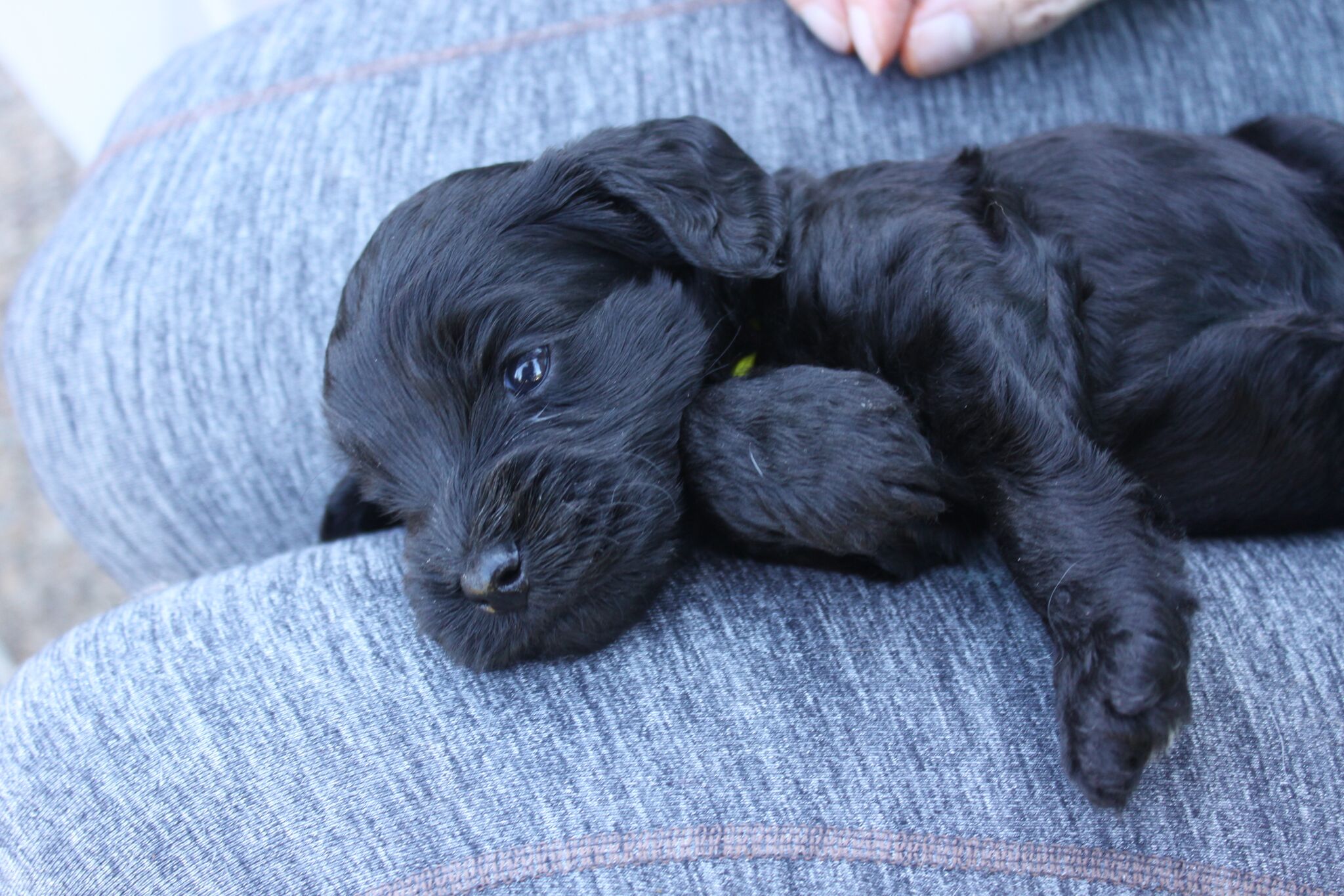Australian Labradoodle Puppy