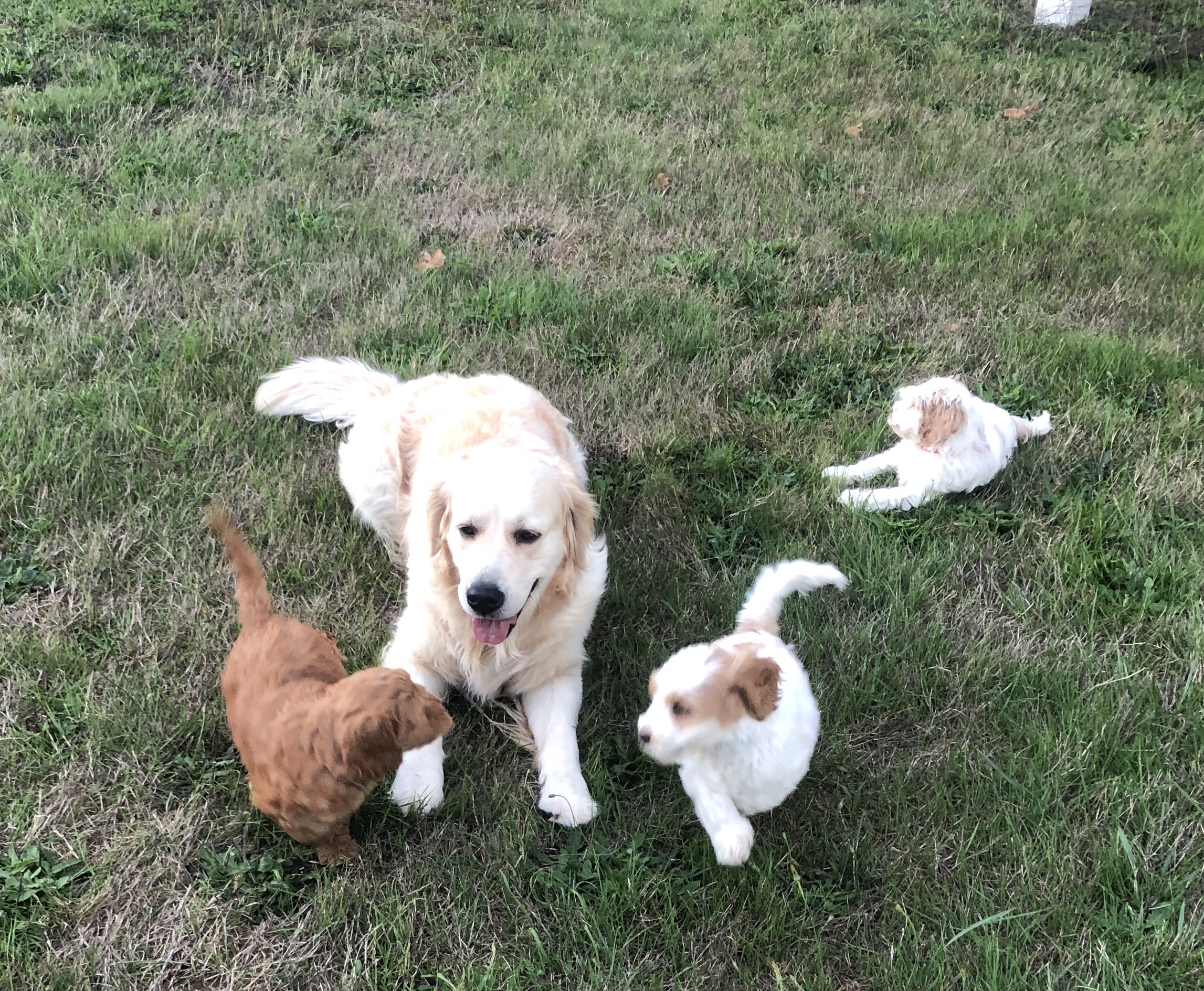 Molly is puppy sitting