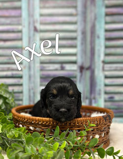Axel