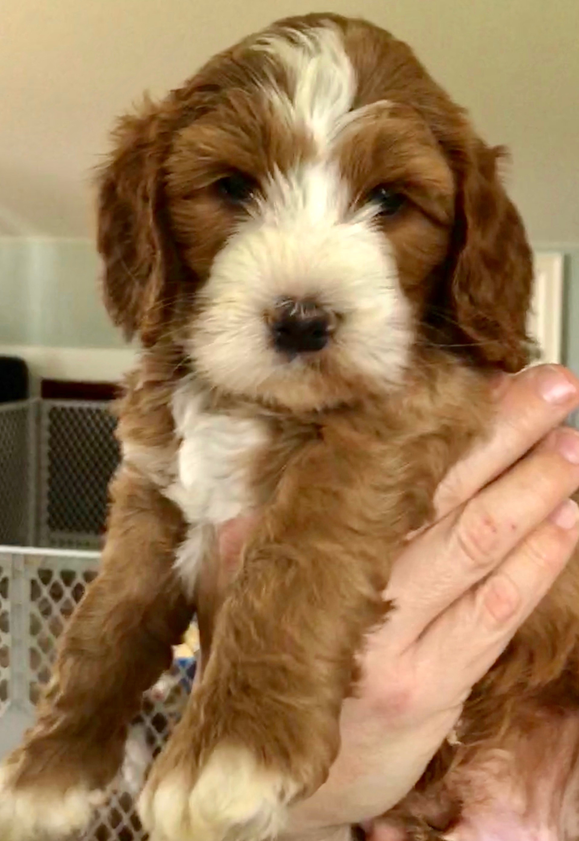 Iron Man 6 Weeks