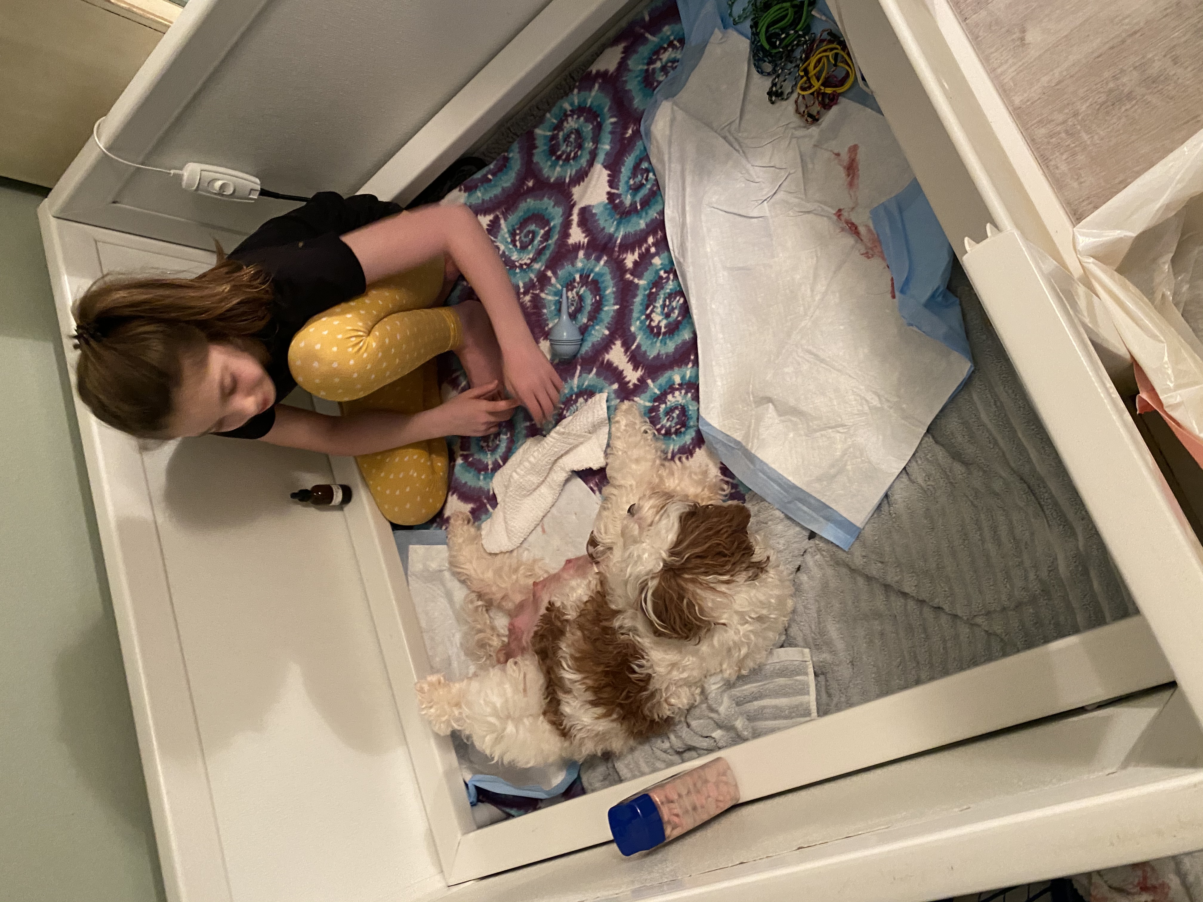 Delivering her first pup